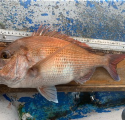 幸吉丸 釣果