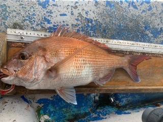 幸吉丸 釣果