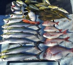 東京湾探釣隊ぼっち 釣果