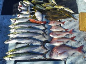 東京湾探釣隊ぼっち 釣果