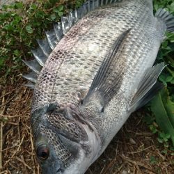 チョイ投げチヌ釣り