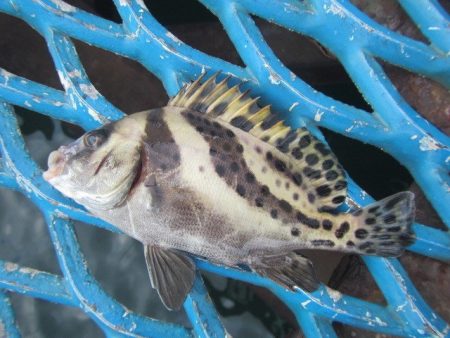 オリジナルメーカー海づり公園(市原市海づり施設) 釣果