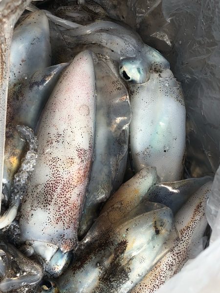 あみや渡船 釣果