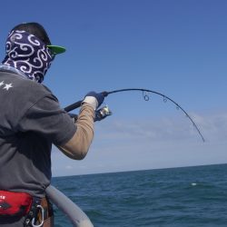 松鶴丸 釣果