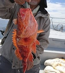 海龍丸（福岡） 釣果