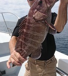 海龍丸（福岡） 釣果