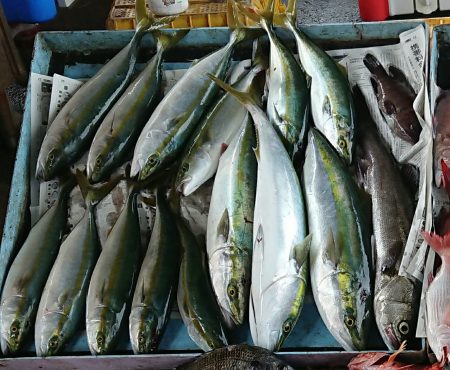 明神釣船 釣果