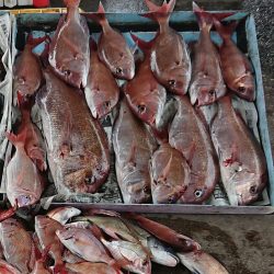 明神釣船 釣果