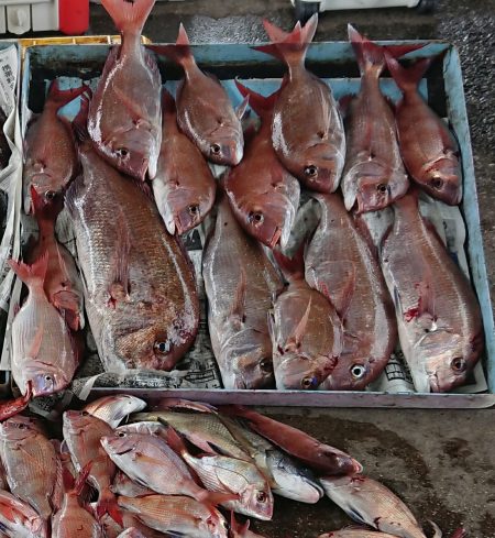 明神釣船 釣果