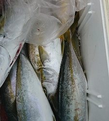 海龍丸（福岡） 釣果