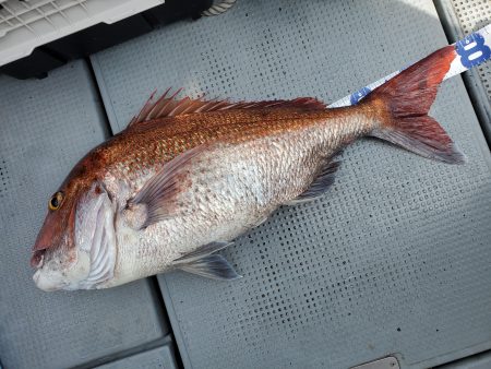 珀宝丸 釣果