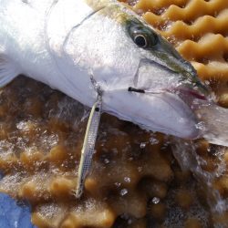 松鶴丸 釣果