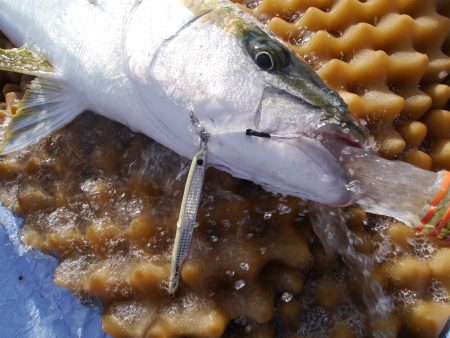 松鶴丸 釣果