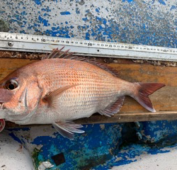 幸吉丸 釣果