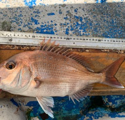 幸吉丸 釣果