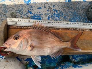 幸吉丸 釣果