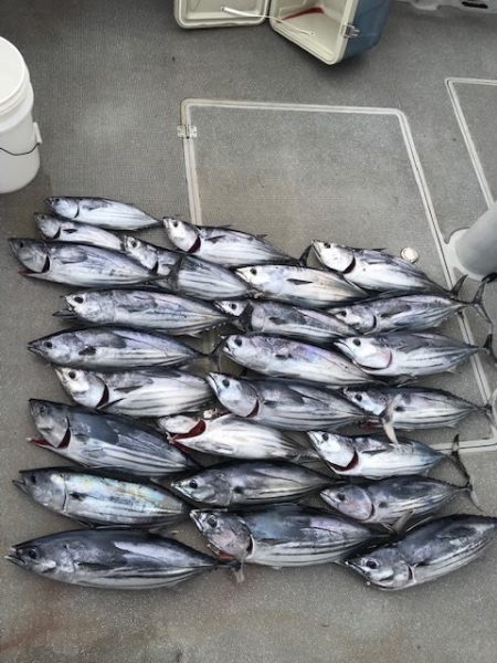 へいみつ丸 釣果