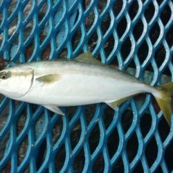 オリジナルメーカー海づり公園(市原市海づり施設) 釣果