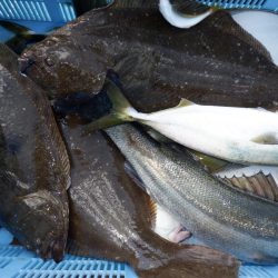 かもめ釣船 釣果