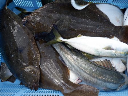 かもめ釣船 釣果