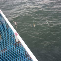 オリジナルメーカー海づり公園(市原市海づり施設) 釣果