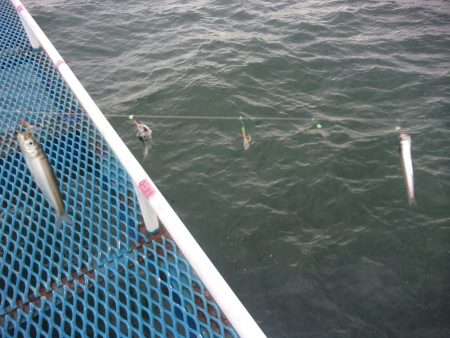 オリジナルメーカー海づり公園(市原市海づり施設) 釣果