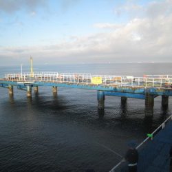 オリジナルメーカー海づり公園(市原市海づり施設) 釣果