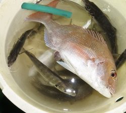 恵陽丸 釣果