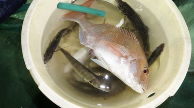 恵陽丸 釣果