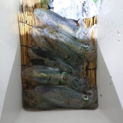 たかみ丸 釣果