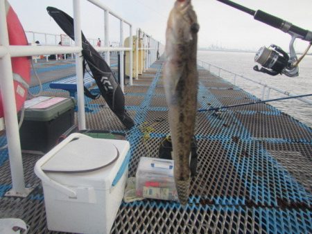 オリジナルメーカー海づり公園(市原市海づり施設) 釣果