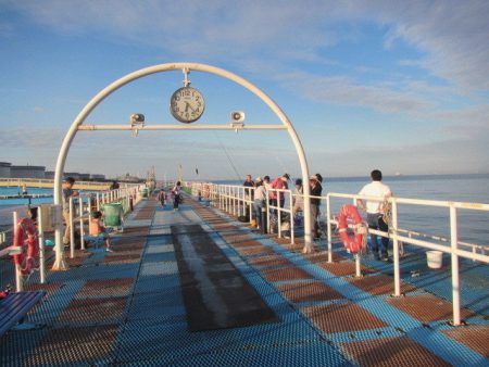 オリジナルメーカー海づり公園(市原市海づり施設) 釣果