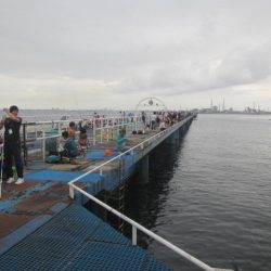 オリジナルメーカー海づり公園(市原市海づり施設) 釣果