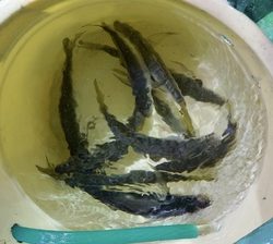 恵陽丸 釣果