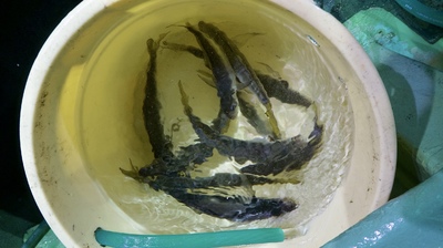 恵陽丸 釣果