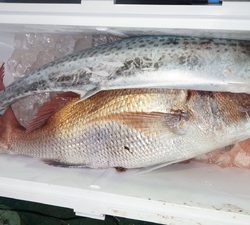 恵陽丸 釣果