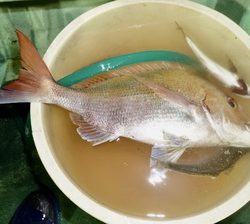 恵陽丸 釣果