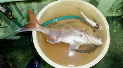 恵陽丸 釣果