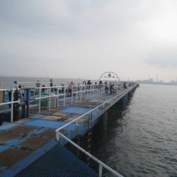 オリジナルメーカー海づり公園(市原市海づり施設) 釣果