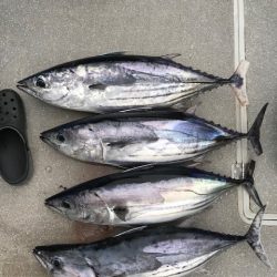 へいみつ丸 釣果