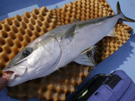 松鶴丸 釣果