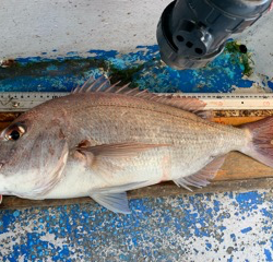 幸吉丸 釣果