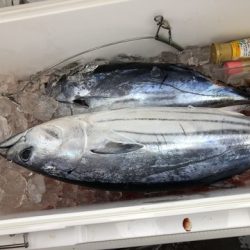 昇丸 釣果