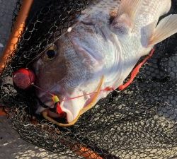 白墨丸 釣果