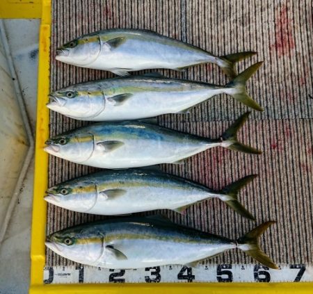 火遠理丸（ほおりまる） 釣果