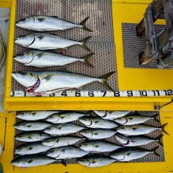 火遠理丸（ほおりまる） 釣果