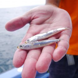 松鶴丸 釣果