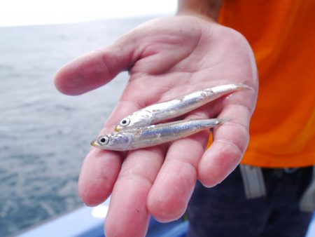 松鶴丸 釣果