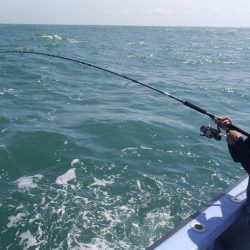 松鶴丸 釣果