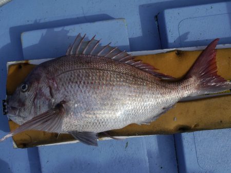 松鶴丸 釣果